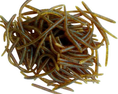 soft plastic trout worms